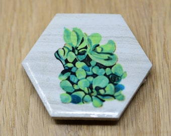 Succulent hexagon ceramic tile magnet