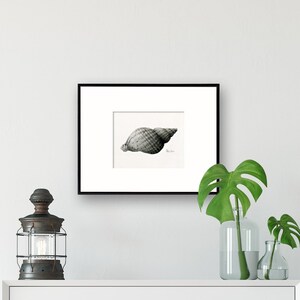 Seashell Art Illustration, Fine Art Print Giclee, wall art for beach décor, Coastal Home, Black and White Art image 2