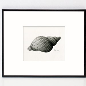 Seashell Art Illustration, Fine Art Print Giclee, wall art for beach décor, Coastal Home, Black and White Art image 1