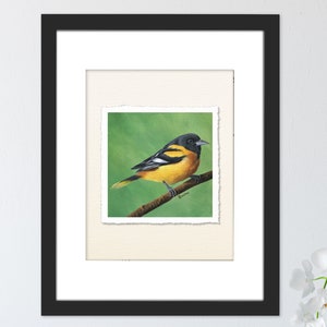 Oriole Bird Print, Bird Art, Fine Art Giclee, Square Artwork for Farmhouse Decor, Forest Animal, Birds, Songbird, Baltimore Oriole image 5