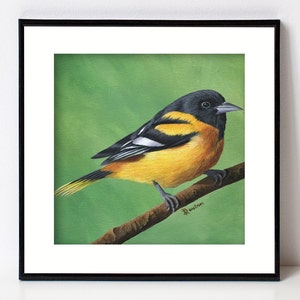 Oriole Bird Print, Bird Art, Fine Art Giclee, Square Artwork for Farmhouse Decor, Forest Animal, Birds, Songbird, Baltimore Oriole