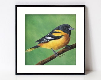 Oriole Bird Print, Bird Art, Fine Art Giclee, Square Artwork for Farmhouse Decor, Forest Animal, Birds, Songbird, Baltimore Oriole