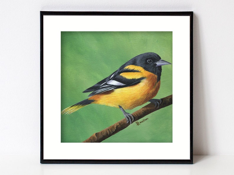 Oriole Bird Print, Bird Art, Fine Art Giclee, Square Artwork for Farmhouse Decor, Forest Animal, Birds, Songbird, Baltimore Oriole image 1