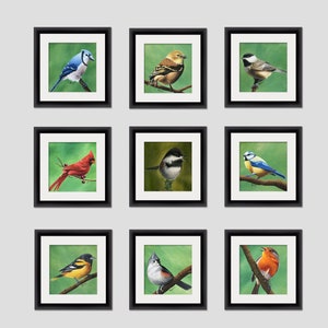 Oriole Bird Print, Bird Art, Fine Art Giclee, Square Artwork for Farmhouse Decor, Forest Animal, Birds, Songbird, Baltimore Oriole image 4