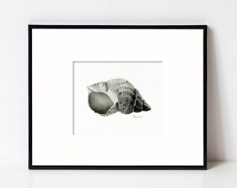 Seashell Art Illustration, Fine Art Print Giclee, wall art for beach décor, Coastal Home, Black and White Art