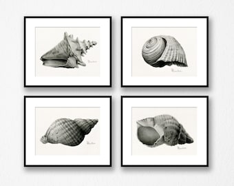 Seashell Art Illustration print Set of 4, Fine Art Print Giclee, wall art for beach décor, Coastal Home, Black and White Art