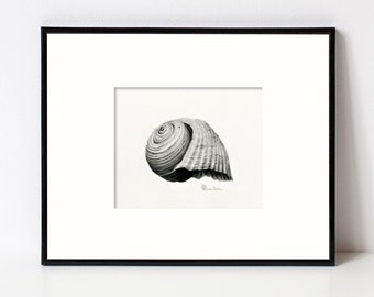 Seashell Art Illustration, Fine Art Print Giclee, wall art for beach décor, Coastal Home, Black and White Art