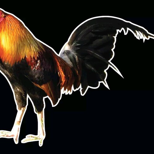 Crazy Rooster Sticker Rooster Sticker Animal Sticker Funny Etsy Ireland