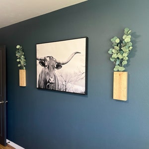 Op de afbeelding: Een donkerblauwe muur met twee houten planken, elk met een pot eucalyptus. Tussen de planken hangt een zwart ingelijst afdruk van een longhorn stier.