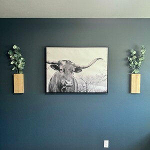 Op de afbeelding: Een zwart-witfoto van een longhorn-stier met grote hoorns, ingelijst en hangend aan een donkerblauwe muur. Twee houten wandplanters met groene planten bevinden zich aan weerszijden van de afbeelding.