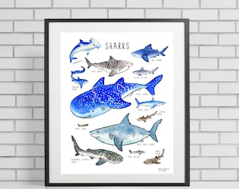 May include: An illustrated chart featuring different types of sharks, including the whale shark, tiger shark, great white shark, and hammerhead shark. The chart is titled "Sharks" and includes the scientific name of each shark.