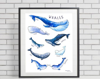 May include: A watercolor illustration of different types of whales, including a blue whale, sperm whale, humpback whale, minke whale, gray whale, beluga whale, and narwhal. The illustration is titled "Whales".
