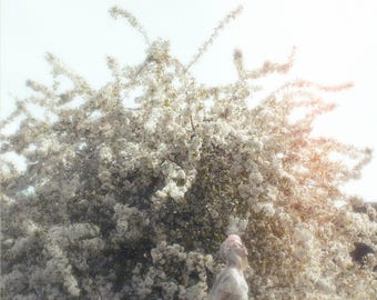 Impresión de poesía en formato digital para descargar - La vulnerabilidad de la vanidad - Arte mural de poesía artística - Impresión floral etérea - Arte de poemas imprimibles