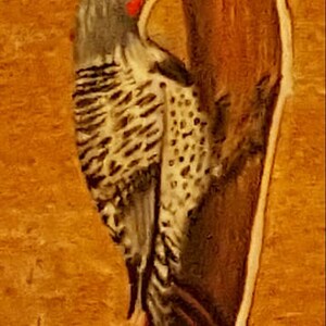 Red-shafted Northern Flicker