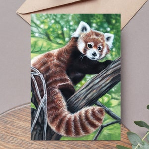 Wenskaart rode panda - kaart wilde dieren - rode panda - kaart rode panda - kaart wilde dieren - verjaardagskaart rode panda - rode panda Cadeaus