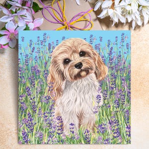 Könnte beinhalten: Ein hellbrauner und weißer Hund mit flauschigem Fell sitzt in einem Feld mit lila Lavendelblüten. Der Hund schaut direkt in die Kamera. Der Hintergrund ist ein hellblauer Himmel.