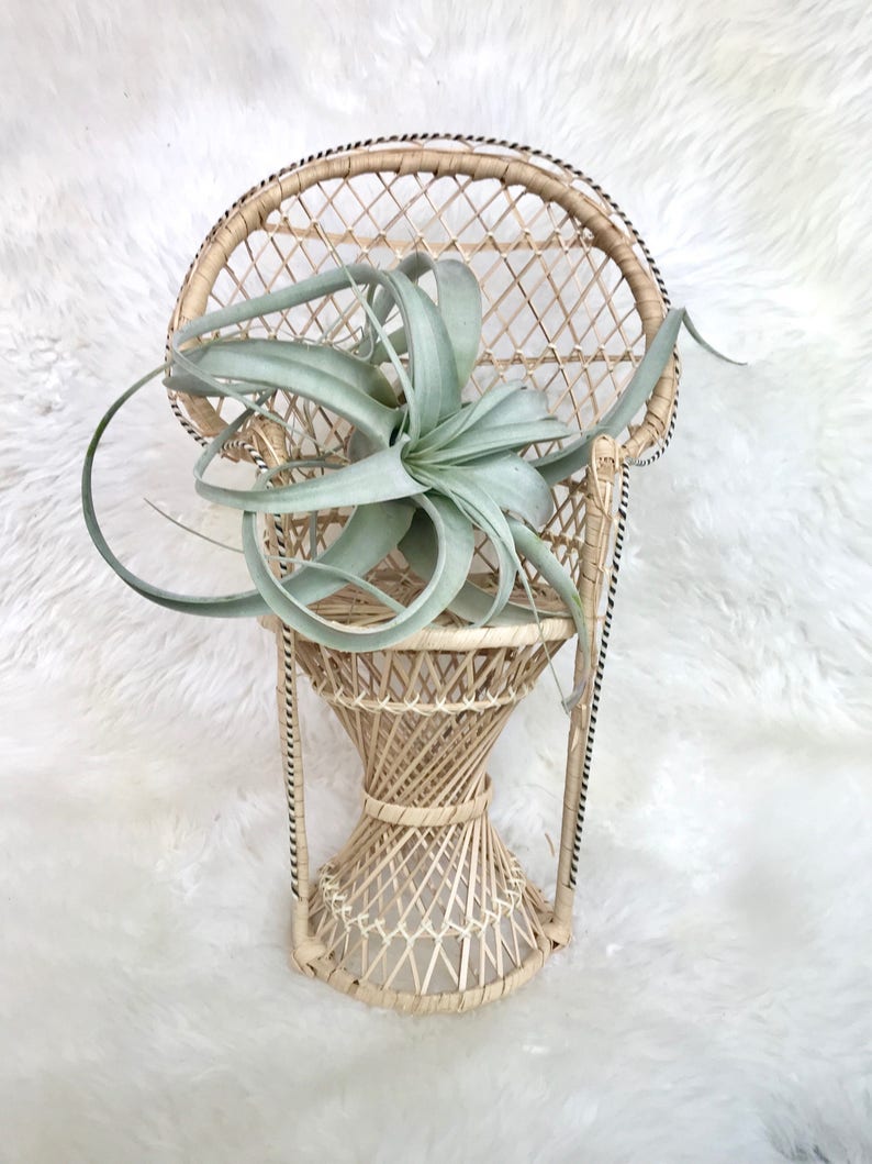 doll peacock chair