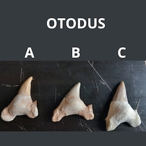 Denti squalo Otodus Denti squalo fossilizzato dente di squalo da collezione dente autentico di squalo fossile di squalo otodus marocco