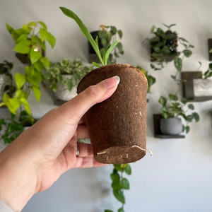 May include: A brown biodegradable pot with a small green plant growing out of it. The pot is being held by a hand.