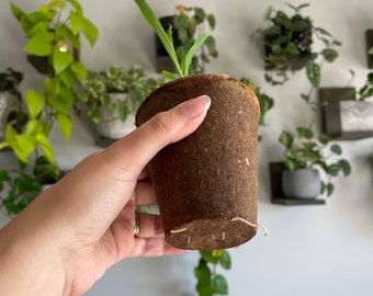 3-inch Biodegradable Fibre Pots Round | Daniel's Plants Naked Pots | No  Peat, Just Spruce Fiber! Earth-friendly Plantable Pots | 60 Pc - Etsy