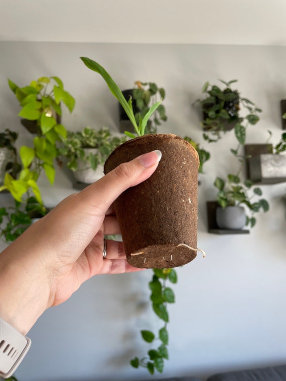 3-inch Biodegradable Fibre Pots Round | Daniel's Plants Naked Pots | No  Peat, Just Spruce Fiber! Earth-friendly Plantable Pots | 60 Pc - Etsy