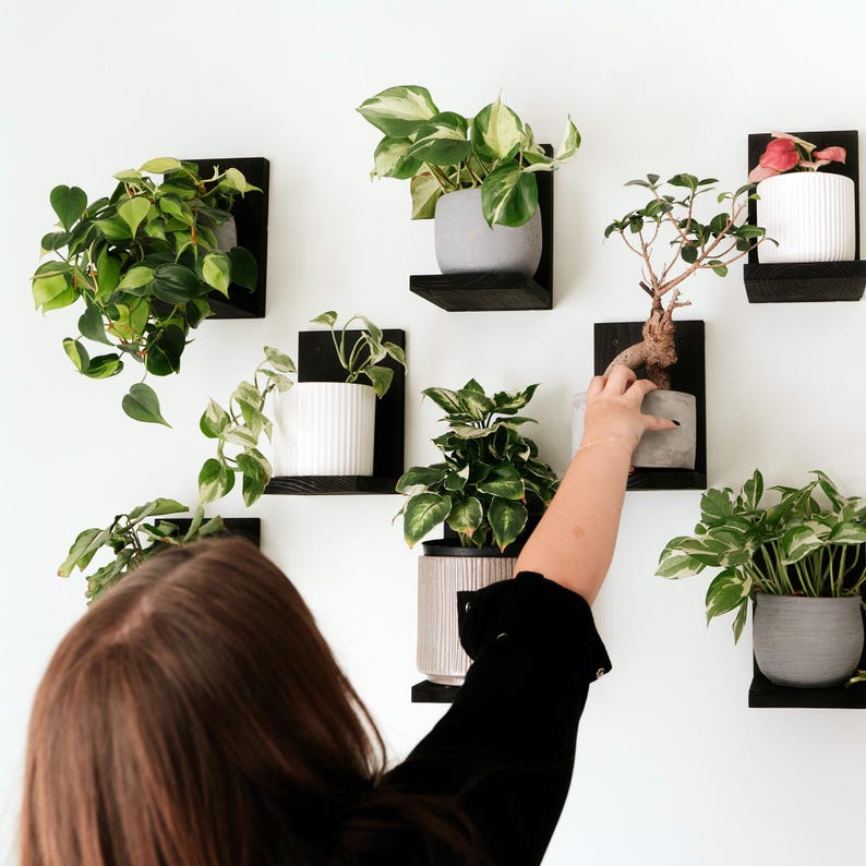 May include: A collection of potted plants displayed on black wooden shelves against a white wall. The plants vary in size and type, with green and variegated leaves. Some pots are gray, others white.