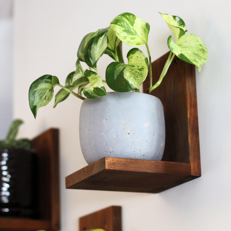 May include: A potted plant with green and white variegated leaves sits in a light blue, rounded pot. The pot rests on a dark brown wooden shelf attached to a white wall. The shelf is a simple, modern design.
