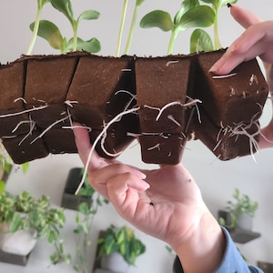 May include: A close-up of a brown, biodegradable seed starting tray with multiple small plants growing in it. The roots of the plants are visible through the bottom of the tray.