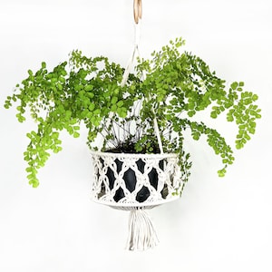 May include: A white macrame plant hanger with a green fern plant inside. The hanger has a tassel at the bottom.