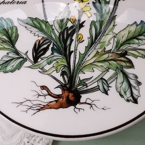 May include: A white ceramic plate with a black rim features a hand-painted illustration of a yellow flower with green leaves and a brown root system. The text "Sincinia Spathoria" is written in black at the top of the plate.