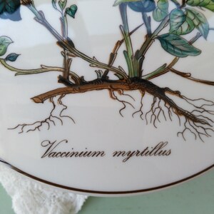 May include: A white ceramic plate with a detailed illustration of a blueberry plant with green leaves and blue berries. The plant's roots are visible and the text "Vaccinium myrtillus" is written in brown cursive lettering.
