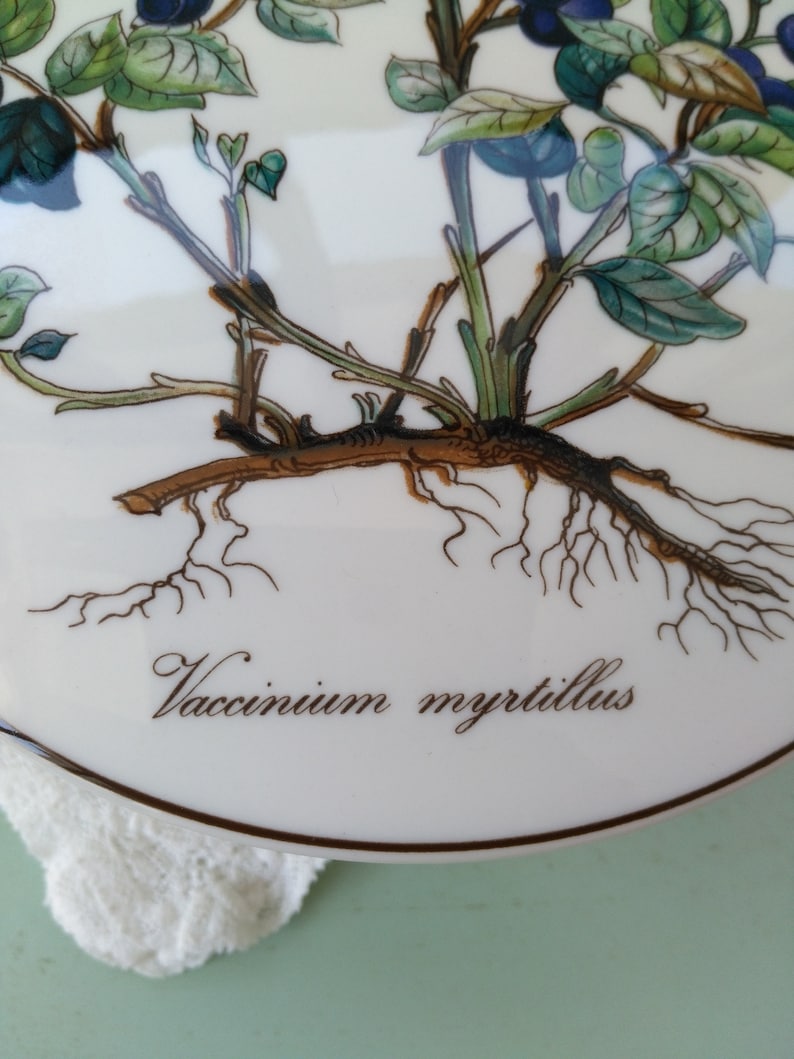 May include: A white ceramic plate with a detailed illustration of a blueberry plant with green leaves and blue berries. The plant's roots are visible and the text "Vaccinium myrtillus" is written in brown cursive lettering.
