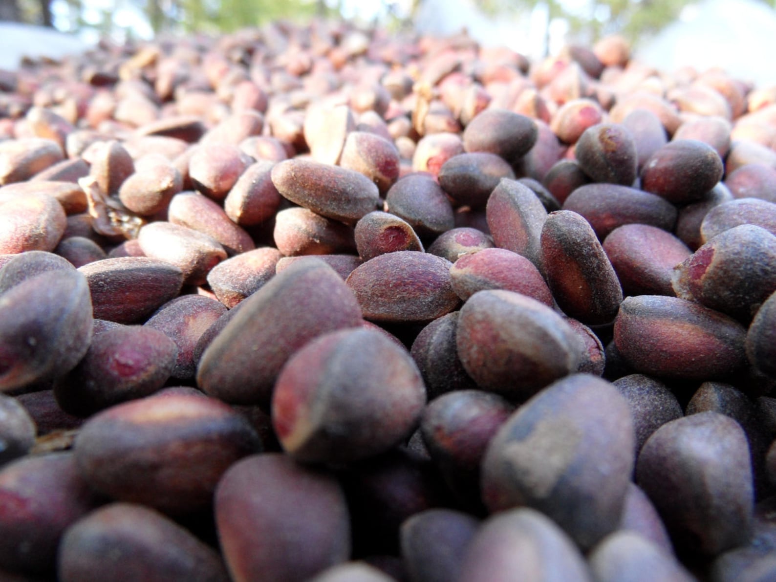 Siberian pine nuts in shell The harvest is October 2020. Etsy