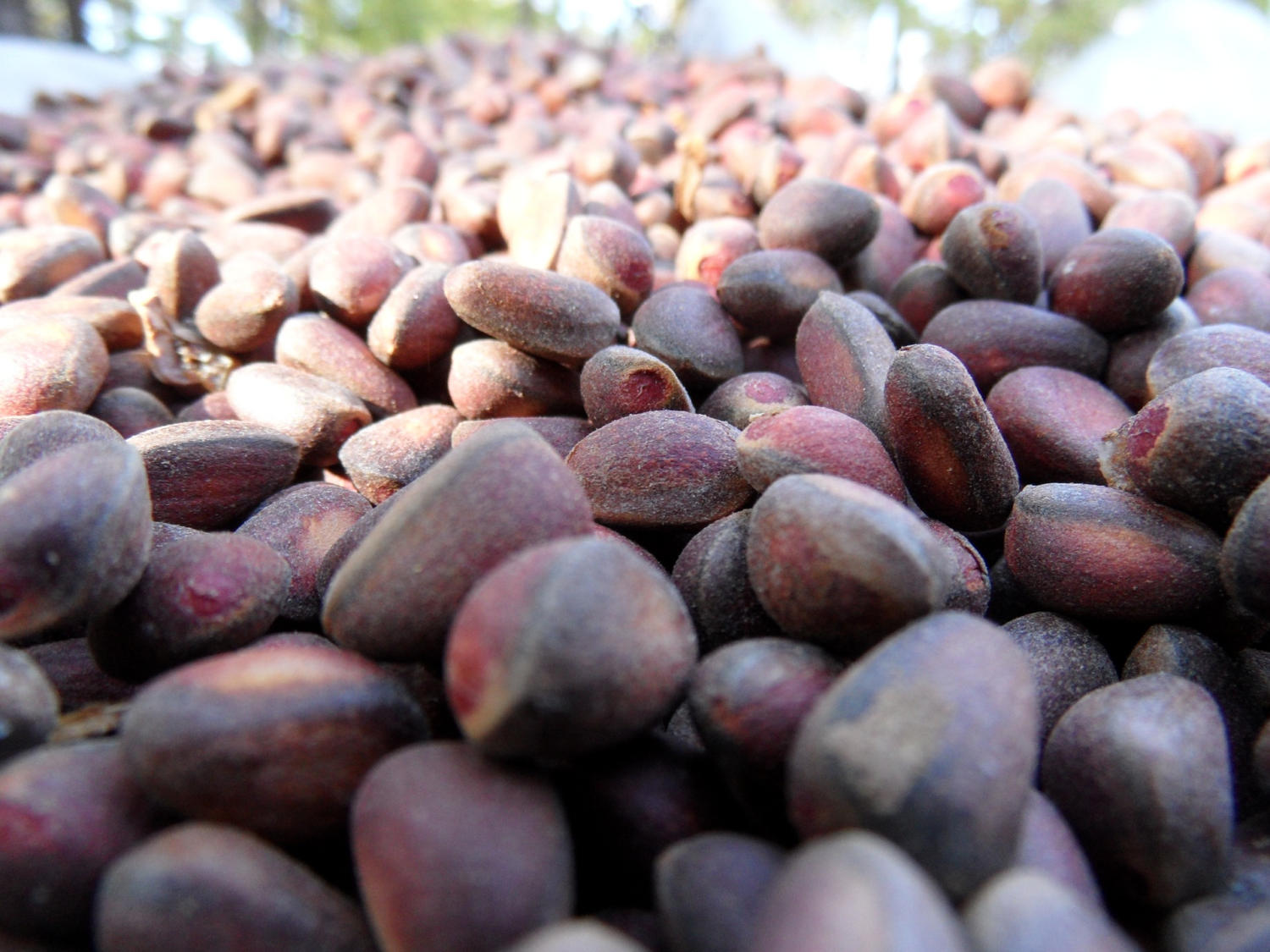 Siberian Cedar Nuts Shells mulch the Harvest is October Etsy