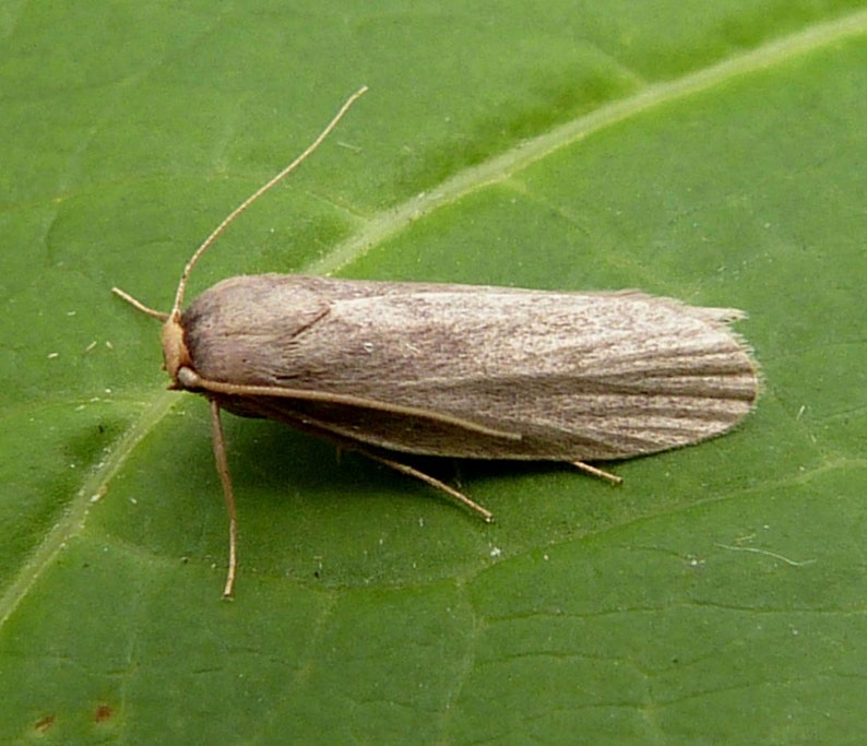 Siberian wax moth extract Galleria melonella SUPER DETOX Etsy