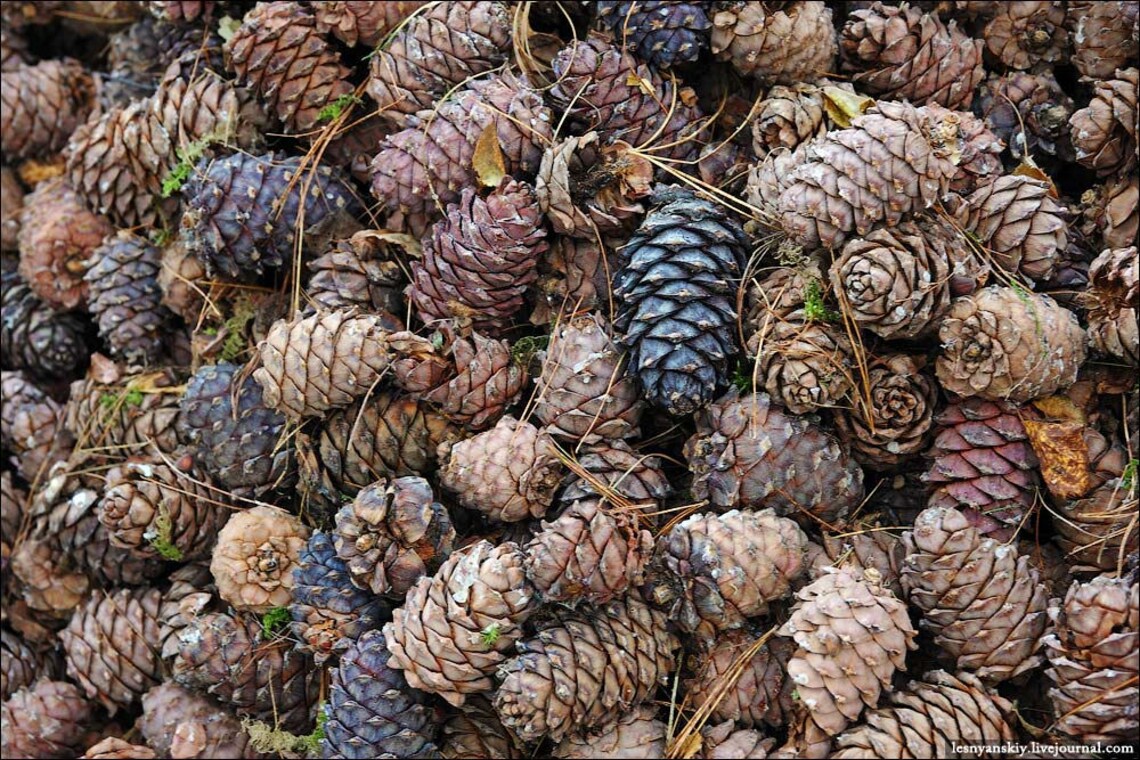 Siberian pine nuts in shell The harvest is October 2020. Etsy