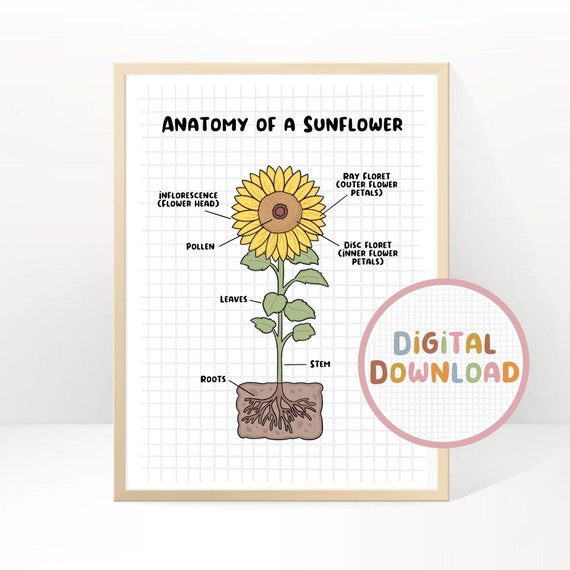DIGITAL DOWNLOAD Anatomy of a Sunflower Poster Etsy