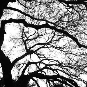 Zwart-wit natuurfotografie afdrukbare kunst 24 x 36 300 dpi &quot;A WOMAN&#39;S PROFIEL&quot;