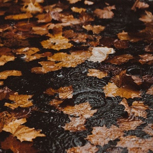 May include: A close-up shot of a wet surface covered in fallen autumn leaves. The leaves are various shades of brown and orange, with some lighter, almost yellow, leaves scattered throughout. The water creates ripples.