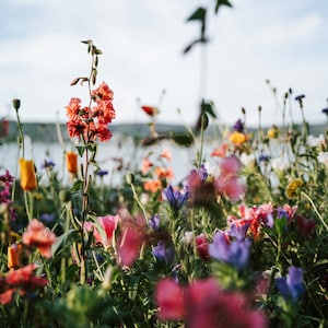 May include: A field of wildflowers in various colors, including pink, purple, red, and yellow, with a body of water in the background.