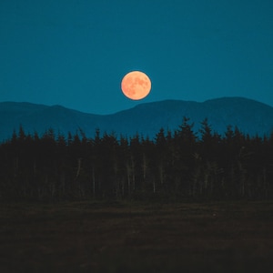 May include: A full moon, glowing orange, hangs in a dark blue sky above a silhouette of a forest.