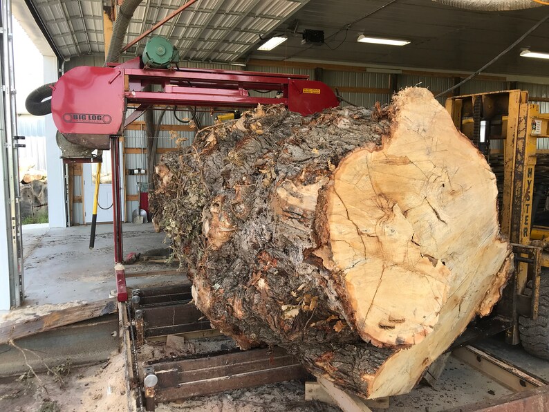 Perfect for Dining Table or Island 300-400 year old LIVE EDGE OAK covered in Burls 106 x 40-48 x 3