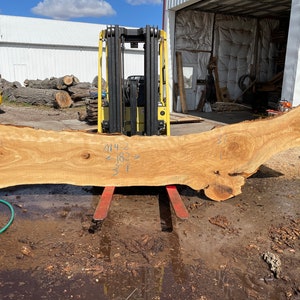 May include: A large, light brown wood slab with a natural edge is held by a forklift. The slab has visible grain patterns and is marked with measurements. The forklift is yellow and black, and the background includes a building and other lumber.