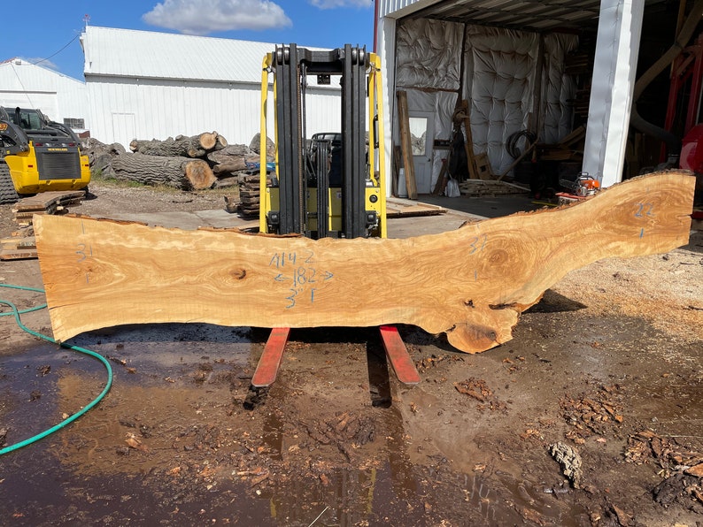 May include: A large, light brown wood slab with a natural edge is held by a forklift. The slab has visible grain patterns and is marked with measurements. The forklift is yellow and black, and the background includes a building and other lumber.