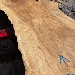 May include: A large, unfinished slab of light brown wood with a natural edge. The wood grain is visible, with wavy patterns and a smooth surface. Blue markings are present on the wood. The slab appears to be ready for woodworking projects.