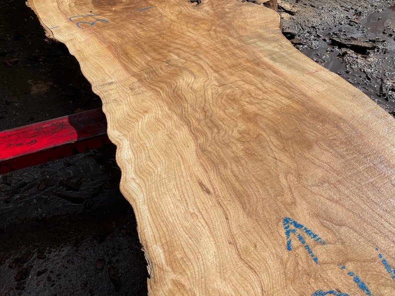 May include: A large, unfinished slab of light brown wood with a natural edge. The wood grain is visible, with wavy patterns and a smooth surface. Blue markings are present on the wood. The slab appears to be ready for woodworking projects.