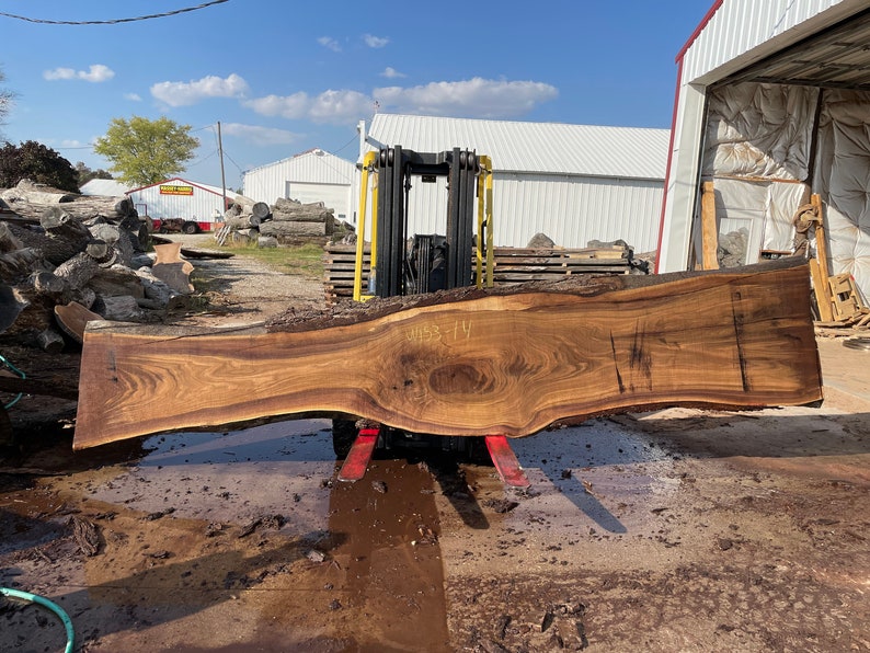 May include: A large, brown wood slab with a unique grain pattern is being lifted by a forklift. The slab is approximately 10 feet long and 2 feet wide. The wood is likely walnut or cherry. The slab is being moved outside of a building with a white roof and red siding.