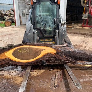 May include: A large, dark brown wood slab with a yellow center and a distinctive grain pattern. The slab is marked with the number "W56-3" and is being lifted by a black skid steer loader.