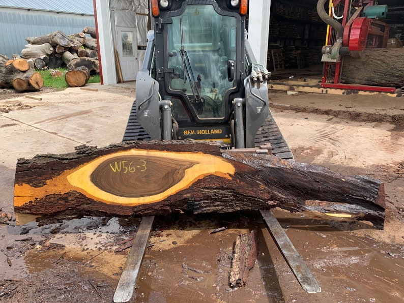 May include: A large, dark brown wood slab with a yellow center and a distinctive grain pattern. The slab is marked with the number "W56-3" and is being lifted by a black skid steer loader.
