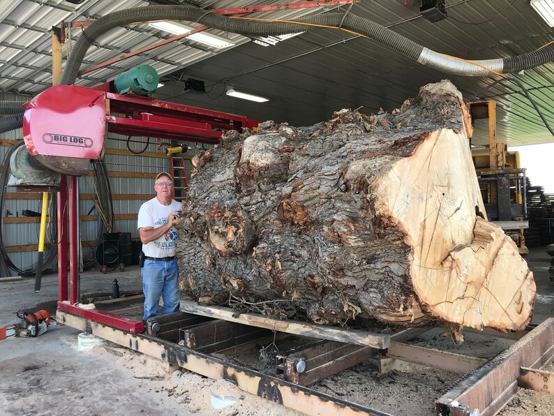 Perfect for Dining Table or Island 300-400 year old LIVE EDGE OAK covered in Burls 106 x 40-48 x 3
